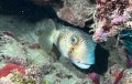 Puffer