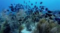 Blue Tangs