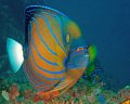 Blueringed Angelfish