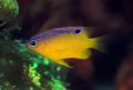 Longfin Damselfish