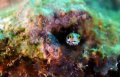 Blenny peeking out