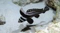 Spotted Drumfish