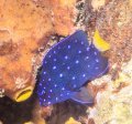 Juvenile Yellowtail Damselfish