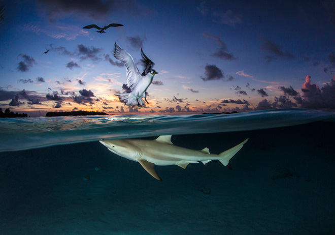 World Shootout underwater photography competition