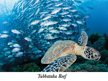 Tubbataha Reef