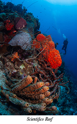 Scientifico Reef