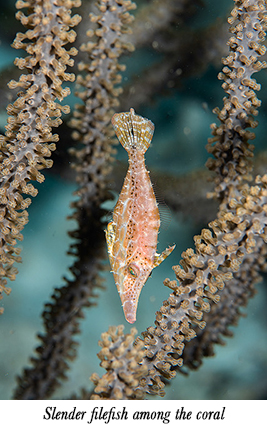 Slender filefish among the coral