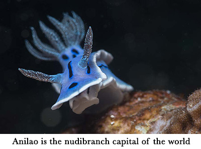 Anilao is the nudibranch capital of the world