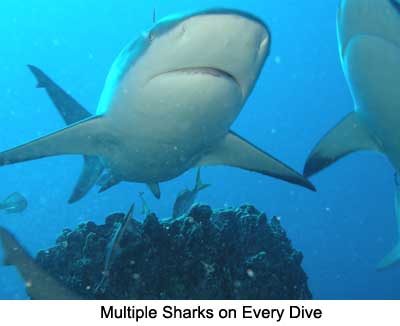 Multiple Sharks on Every Dive