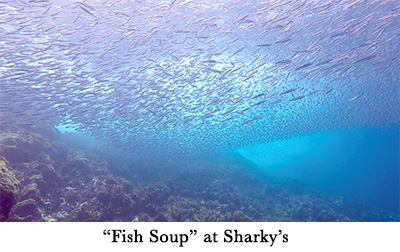 Fish Soup at Sharkys
