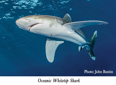 Oceanic Whitetip Shark, Photo: John Bantin