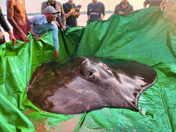 giant stingray in the Mekong River