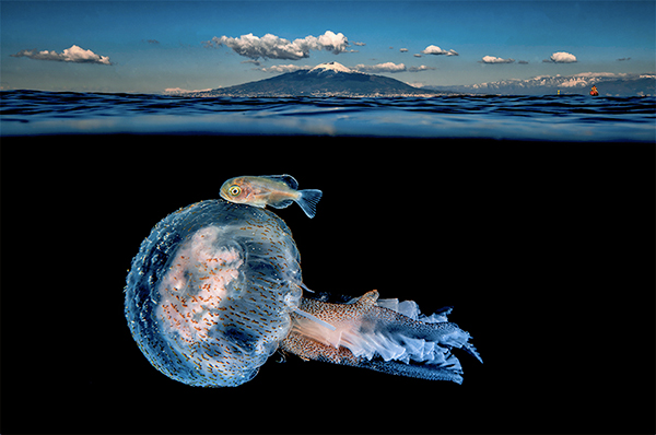 Dive Photo Guide Winners Announced