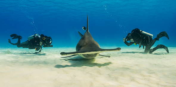 Annual Great Shark Snapshot is planned for this month - July 20-28