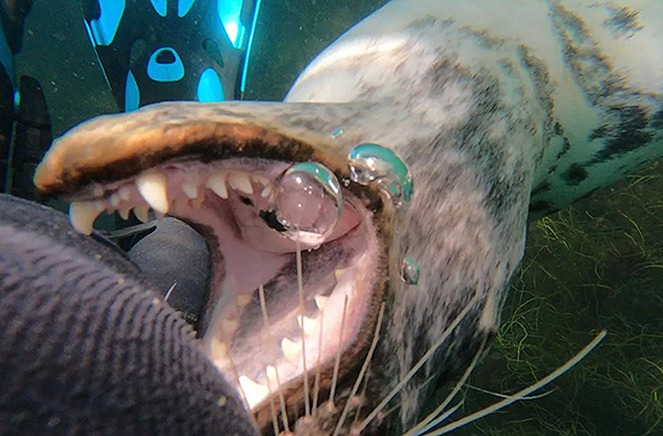 Seal bite