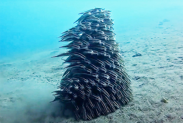 Catfish Ballet in Bali