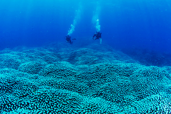 Coral colony on the Great Barrier Reef