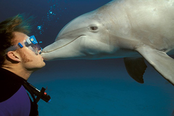 Dolphin
