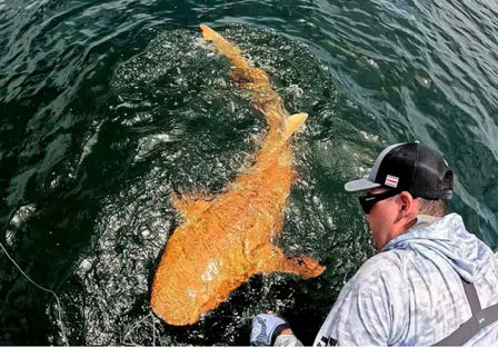 An Orange Nurse Shark