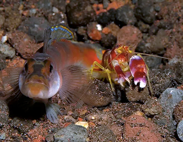 Pistol Shrimp