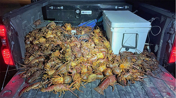 California Lobster Poachers Caught