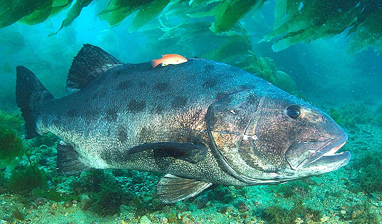 California giant sea bass