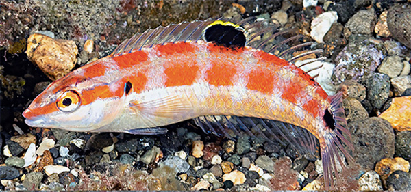 Halichoeres sanchezi