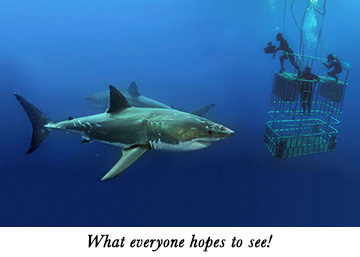 Cage diving with Guadalupe's great whites