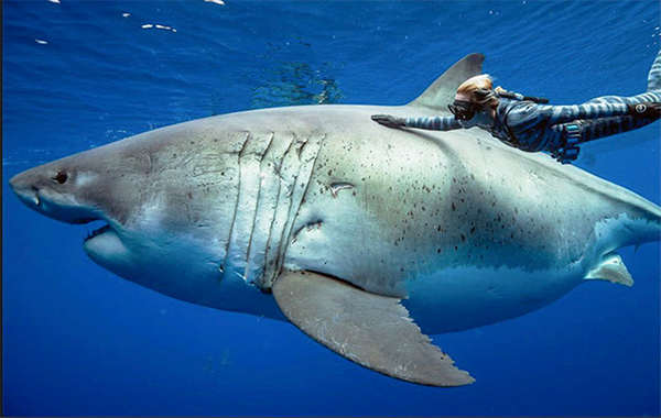 Ocean Ramsey free-diving with sharks