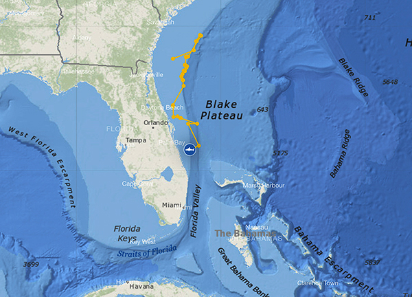 track shark movements using Ocearch's Shark Tracker