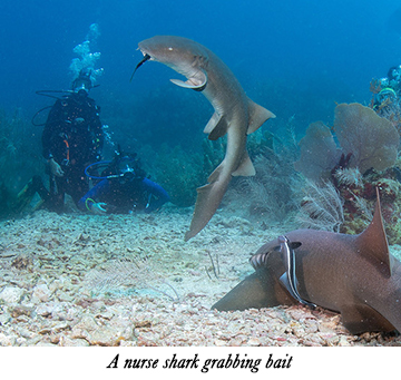 A nurse shark grabbing bait