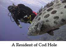 A Resident of Cod Hole