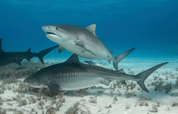 Tiger sharks at Tiger Beach
