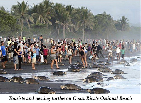 Tourists and nesting turtles on Coast Rica's Ostional Beach