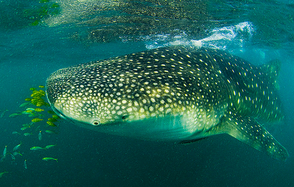 Whale shark at Mafia Island, Tanzania