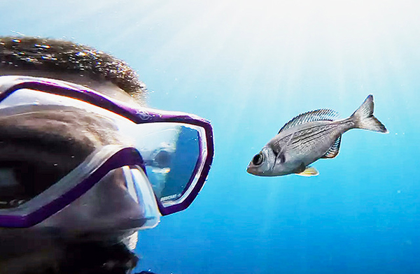 Wild Fish Can Recognize Humans