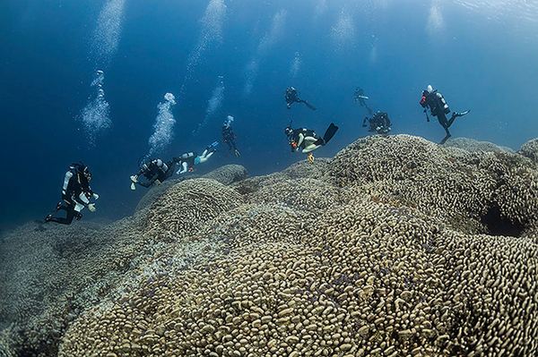 The World's Largest Coral